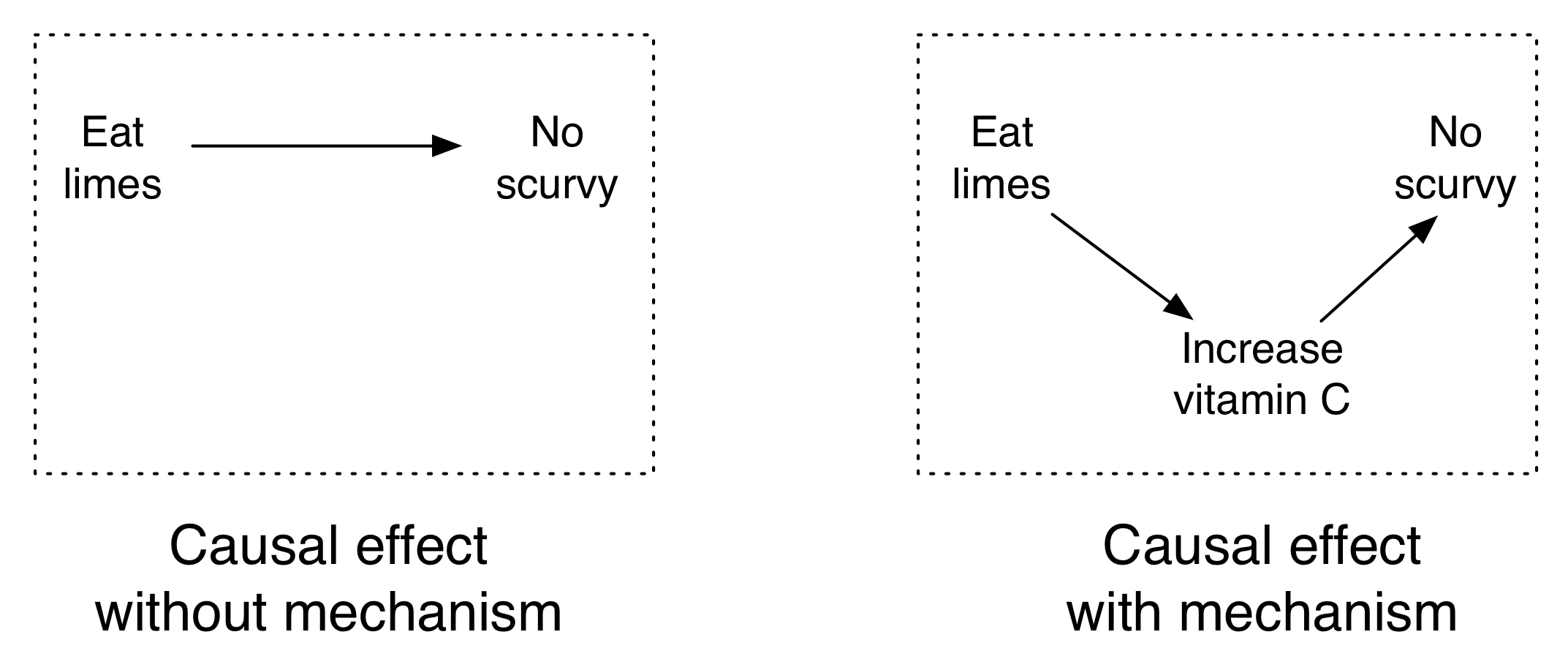 Figura 4.10: Os limes prevén o escorbuto eo mecanismo é a vitamina C.
