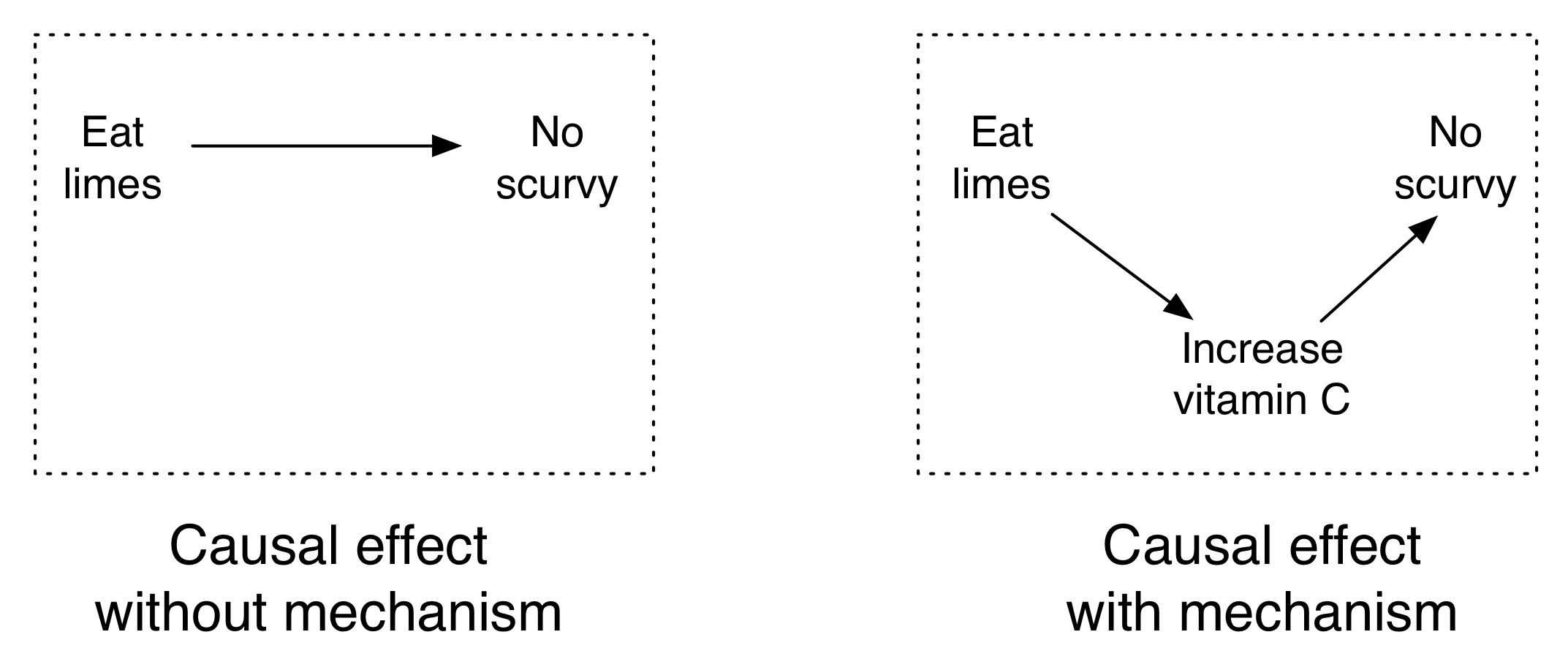 Daim duab 4.10: Limes ua kom scurvy thiab mechanism yog vitamin C.