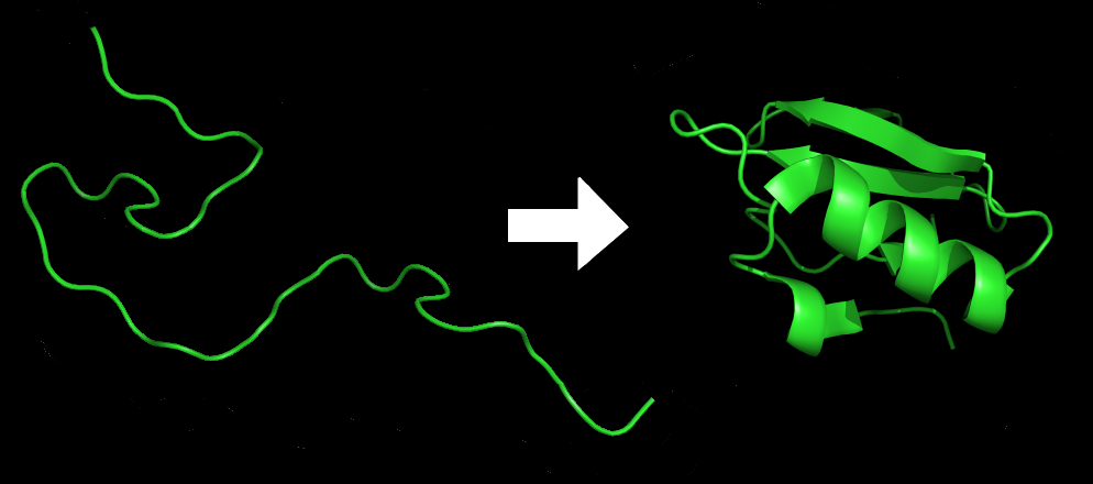 Şekil 5.7: Protein katlanması. Görüntü oluşturulan ve DrKjaergaard tarafından kamu malı olarak yerleştirilmiştir. Kaynak: Vikipedi.